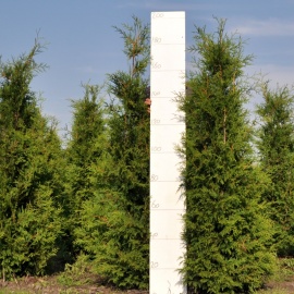 Thuja occidentalis 'Brabant' 175-200 cm 